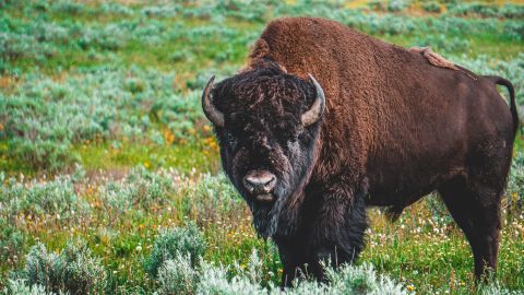 La mujer logró engañar al bisonte.