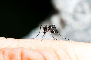 Un estudio de Brasil revela que el virus del dengue podría ofrecer cierta inmunidad ante el COVID-19