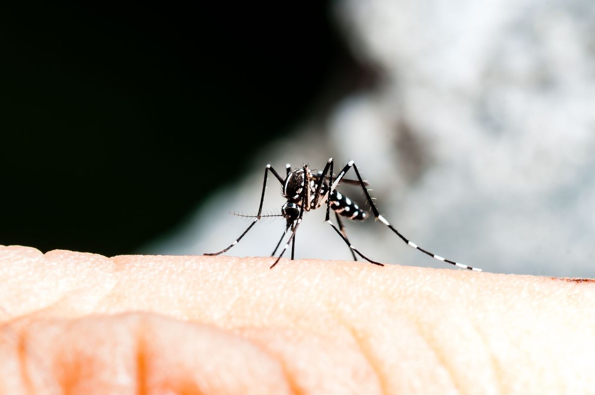 Los mosquitos Aedes Aegypti pueden transmitir peligrosos virus.