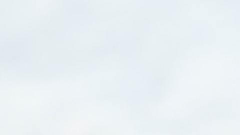 No se sabe si el animal sobrevivió.