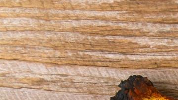 hongo chaga