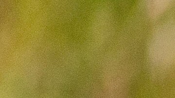 Los monos del parque son conocidos por destrozar los autos de los visitantes.