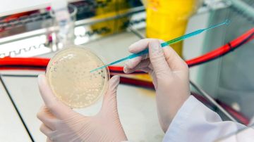 ciencia medicina bacterias