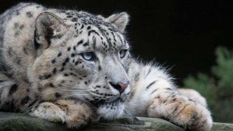 Filman a una leopardo de las nieves amamantando a sus cachorros.