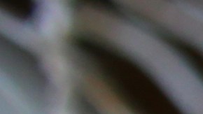 La perra se aisló y no quiso salir de un rincón durante días.