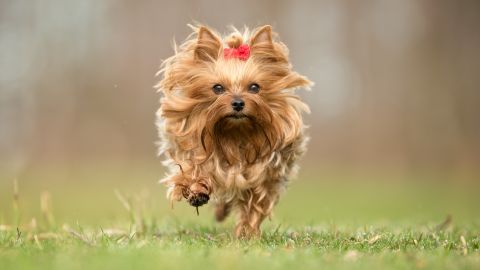 La joven dice que desde niña, disfrutaba jugar a que era un perro.