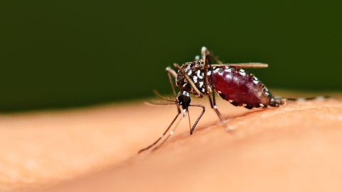 picadura de insecto