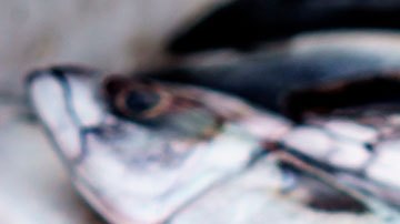 Este alimento se está volviendo cada vez más popular en los restaurantes.