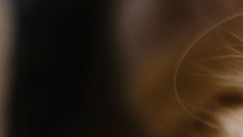 El gato parecía feliz hasta que...