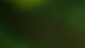 El mosquito Aedes aegypti transmite puede transmitir el dengue, chikungunya, zika y fiebre amarilla.