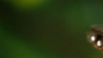 El mosquito Aedes aegypti transmite puede transmitir el dengue, chikungunya, zika y fiebre amarilla.