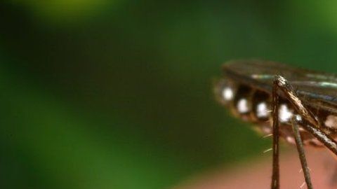 El mosquito Aedes aegypti transmite puede transmitir el dengue, chikungunya, zika y fiebre amarilla.