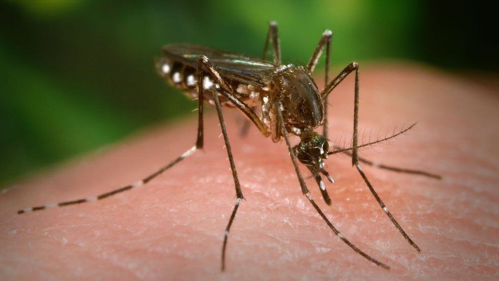 El mosquito Aedes aegypti transmite puede transmitir el dengue, chikungunya, zika y fiebre amarilla.