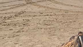 Se encontraron extraños restos imposibles de identificar en una playa en U.K.