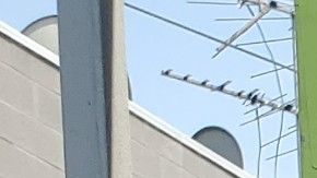 Andrés Guardado murió a manos del Sheriff de Los Ángeles. (Cortesía Noe Abarca)