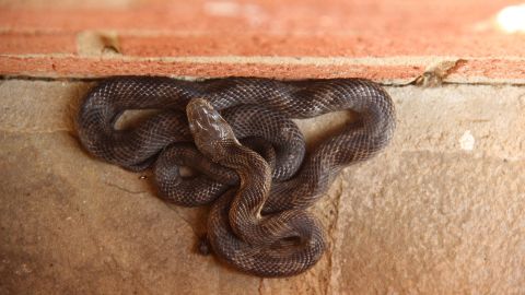 Eastern Rat Snake