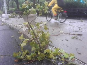 Un electrocutado por tormenta Isaías en NJ; miles sin luz hasta el domingo en Nueva York