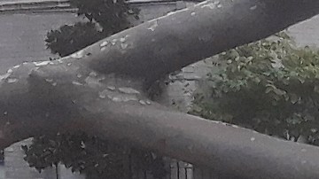 Un árbol aterrizó sobre un vehículo en West Village, NYC