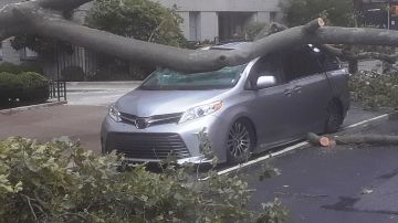 Un árbol aterrizó sobre un vehículo en West Village, NYC