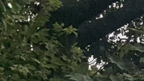 Los fuertes vientos provocaron la caída de este árbol en Kearny, Nueva Jersey.