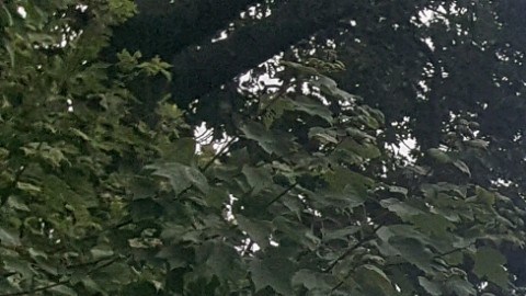 Los fuertes vientos provocaron la caída de este árbol en Kearny, Nueva Jersey.