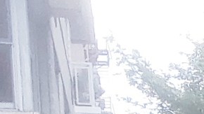 Árbol derribado por la tormenta en Manhattan