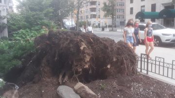 Árbol derribado por la tormenta en Manhattan