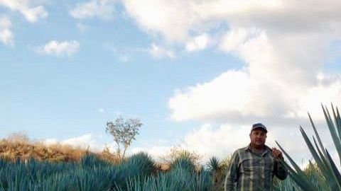 Zeferino González entre sus plantaciones de agave de El Arenal, Jalisco.