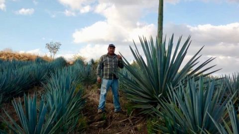 Zeferino González entre sus plantaciones de agave de El Arenal, Jalisco.