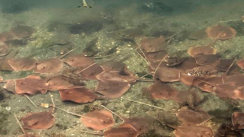 Ambientalistas dicen que las mantas están en busca de más oxígeno en el agua.