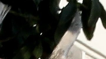 Kendall Jenner and Devin Booker