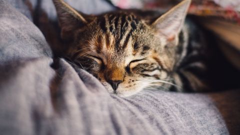 Foto: Katinkavom Wolfenmond/Pixabay. Los mininos suelen dormir en lugares extraños.