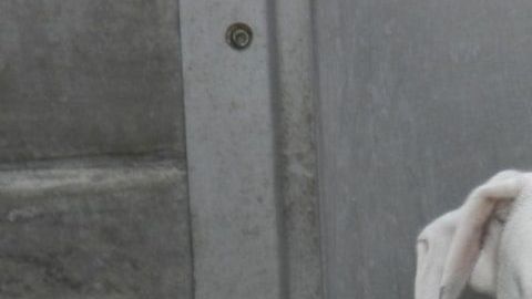 Uno de los perros recuperados del criadero ilegal de Óscar Melgar.