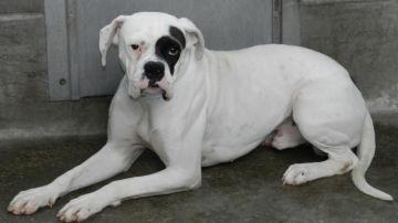 Uno de los perros recuperados del criadero ilegal de Óscar Melgar.