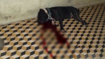 FOTOS: Sicarios irrumpen en casa, secuestran a familia y al escapar matan al perro