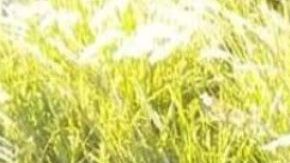 FOTOS: Sicarios matan a 7 y tiran los cuerpos cerca de una carretera