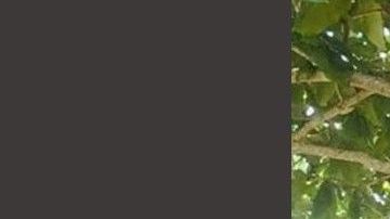 FOTOS: Sicarios secuestran a jovencita de 17 años ; aparece muerta e irreconocible