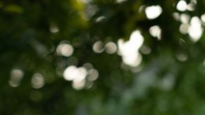 Gabriela-Santoferraro