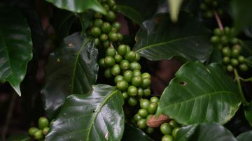 Picture of a coffee plant in the process of maturation taken at a plantation in the village of Aguijotes, Jalapa Department, 112 km east of Guatemala City, on July 17, 2019. - The fall of the price of coffee in the international market is forcing many Guatemalans working in the sector to migrate illegally to the United States. (Photo by Johan ORDONEZ / AFP) (Photo by JOHAN ORDONEZ/AFP via Getty Images)