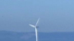 El animal apareció en una playa de Liverpool, Inglaterra.