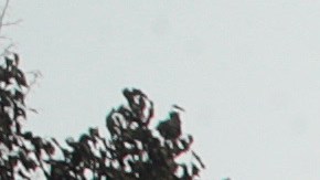 Vehículos quemados luego de que policías disparan a un hombre negro en Wisconsin.