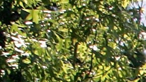 Sale a la venta la mansión más cara de Pasadena en $39.8 millones de dólares