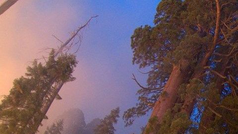 Una quemadura prescrita en Giant Forest, Sequoia National Park, para restaurar los bosques de secuoyas gigantes.