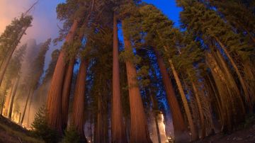 Una quemadura prescrita en Giant Forest, Sequoia National Park, para restaurar los bosques de secuoyas gigantes.
