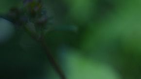 Los tallos y hojas tiernas se consumen como quelites en guisos o se prepara en agua como remedio medicinal.