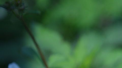 Los tallos y hojas tiernas se consumen como quelites en guisos o se prepara en agua como remedio medicinal.