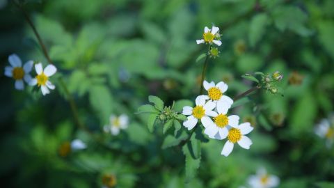 Los tallos y hojas tiernas se consumen como quelites en guisos o se prepara en agua como remedio medicinal.