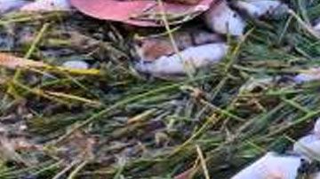 Imagen facilitada por Miami Waterkeepers con cientos de peces muertos en la bahía de Biscayne, en Miami.