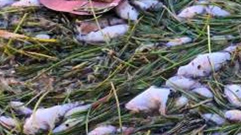 Imagen facilitada por Miami Waterkeepers con cientos de peces muertos en la bahía de Biscayne, en Miami.