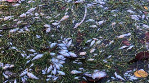 Imagen facilitada por Miami Waterkeepers con cientos de peces muertos en la bahía de Biscayne, en Miami.